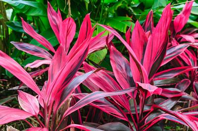 Cordyline erminalis